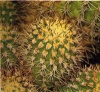Acanthocalicium